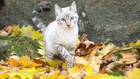 Kulhydrater i foder Katte Pleje & fodring