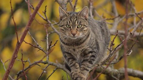 Kvalitetsfoder Katte Pleje & fodring