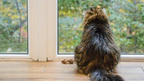 Rengøring og desinfektion Katte Pleje & fodring