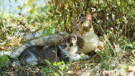 Slanketips Katte Pleje & fodring