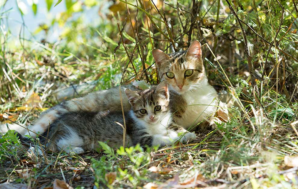 præmedicinering Mold Enkelhed Slanketips - Katte Pleje & fodring - Dyrlægevagten