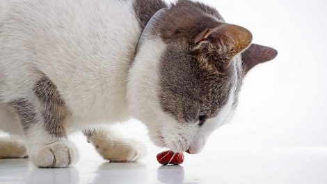 Katten med på ferie? Katte Rejse / ferie