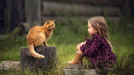 Kattepension Katte Rejse / ferie