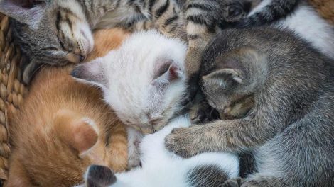 Transport af kat  med fly Katte Rejse / ferie