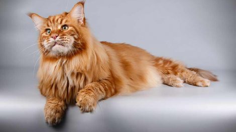 Analsækbetændelse Katte Sygdomme