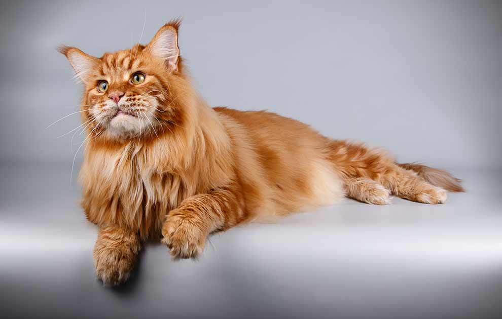 Analsækbetændelse, Dyrlægevagten