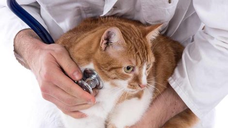 Antibiotika Katte Sygdomme