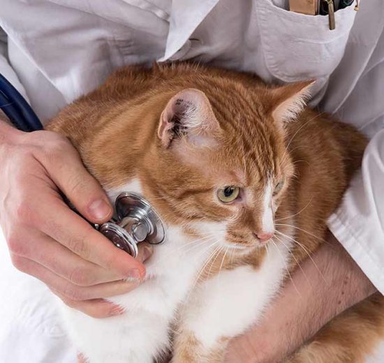 Antibiotika Katte Sygdomme