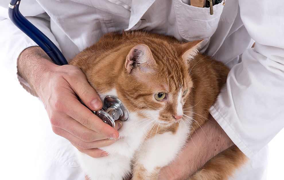 Antibiotika Katte - Dyrlægevagten