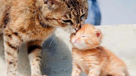 Astma Katte Sygdomme