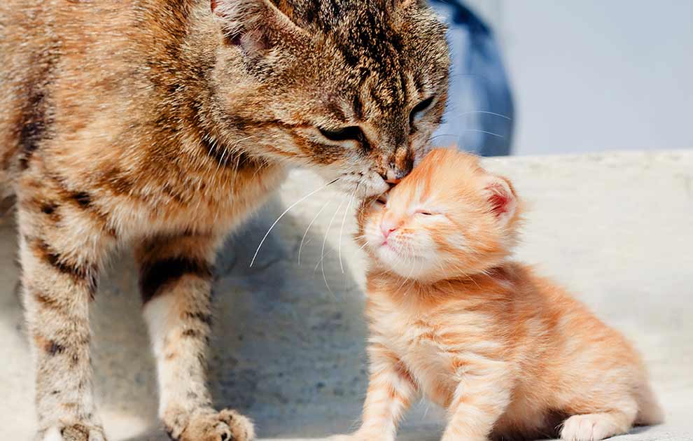 Sada Forge Anerkendelse Astma - Katte Sygdomme - Dyrlægevagten