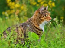 Autoimmun hæmolytisk anæmi, Dyrlægevagten