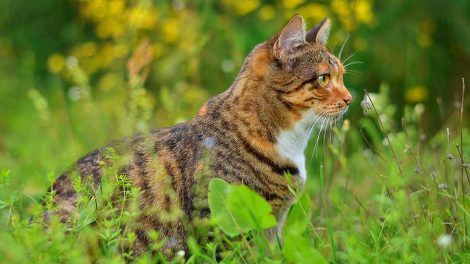 Autoimmun hæmolytisk anæmi Katte Sygdomme