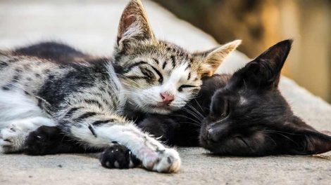 Blodforgiftning Katte Sygdomme