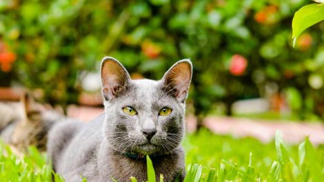 Blodprop i bagbenene Katte Sygdomme