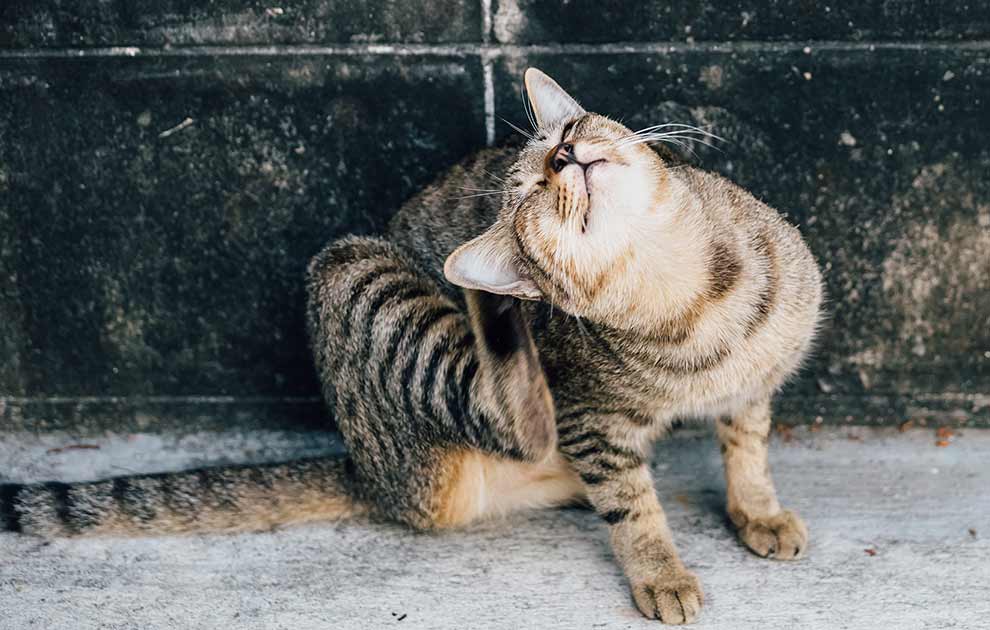 afvisning Prædike pude Cancer hos kat - Katte Sygdomme - Dyrlægevagten