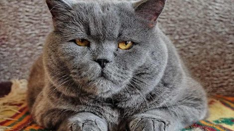 Chlamydiainfektion Katte Sygdomme