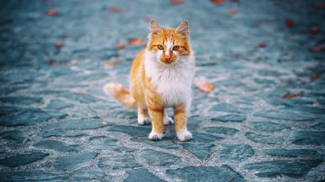 Eosinofil granulom Katte Sygdomme