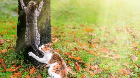 Feber Katte Sygdomme