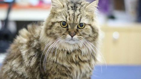 Forstoppelse Katte Sygdomme