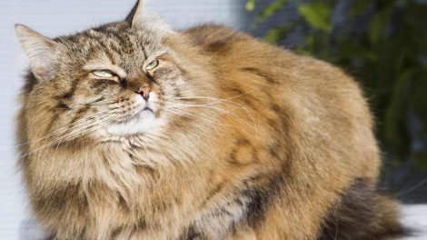 Giardia Katte Sygdomme