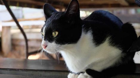 Gulsot Katte Sygdomme