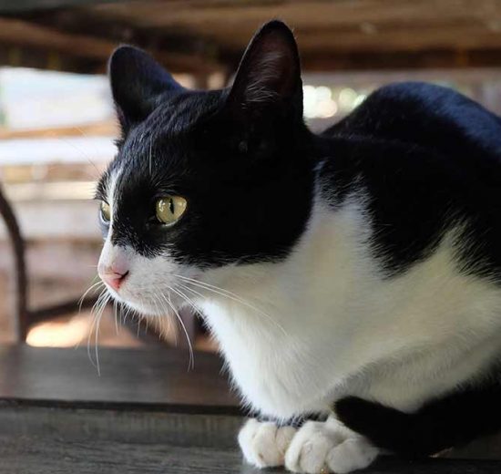 Gulsot Katte Sygdomme