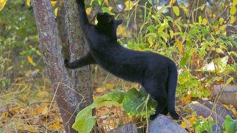 Hæmobartonellose Katte Sygdomme