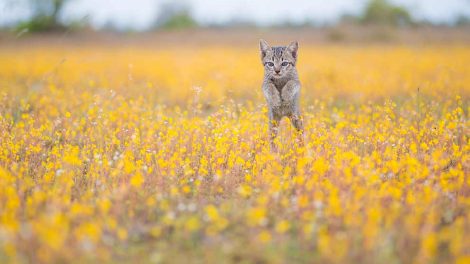 Hårboller Katte Sygdomme
