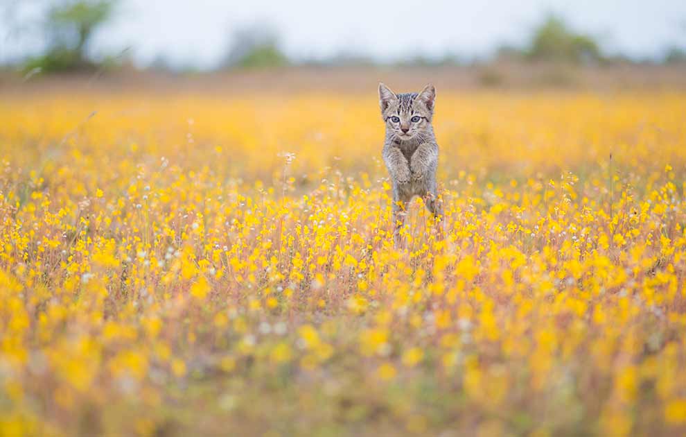 Hårboller, Dyrlægevagten