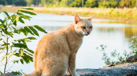 Insulinchok Katte Sygdomme