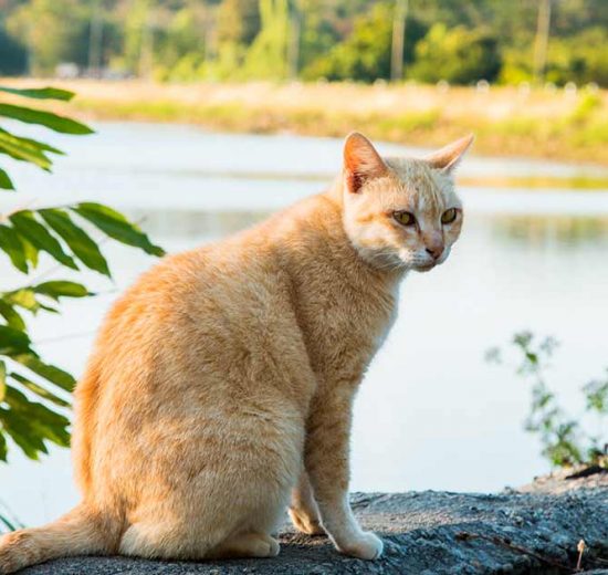 Insulinchok Katte Sygdomme