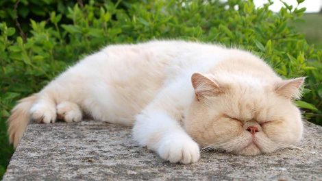 Katte-AIDS (FIV) Katte Sygdomme