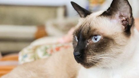 Kattesyge Katte Sygdomme