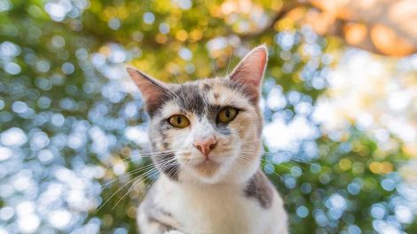 Kattesyge og katteinfluenza Katte Sygdomme