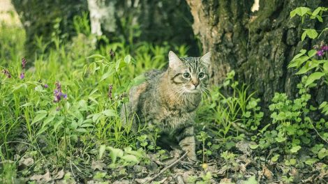 Kemoterapi Katte Sygdomme