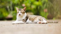 Key - Gaskell syndromkompleks Katte Sygdomme