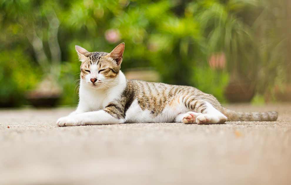 Key - Gaskell syndromkompleks Katte Sygdomme