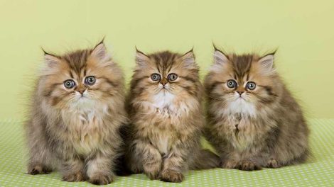 Klolidelser Katte Sygdomme