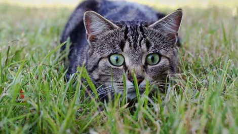 Kræft Katte Sygdomme