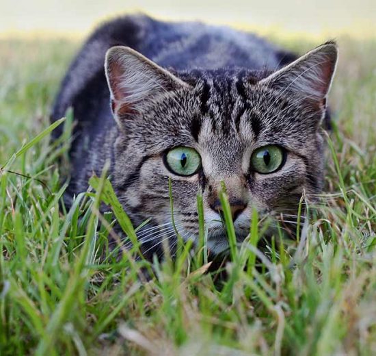 Kræft Katte Sygdomme