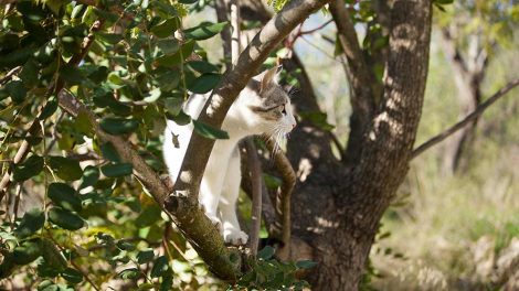Leukæmi (FeLV) Katte Sygdomme
