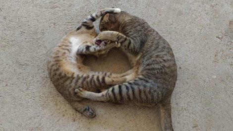 Lungebetændelse Katte Sygdomme