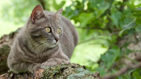 Mundbetændelse Katte Sygdomme
