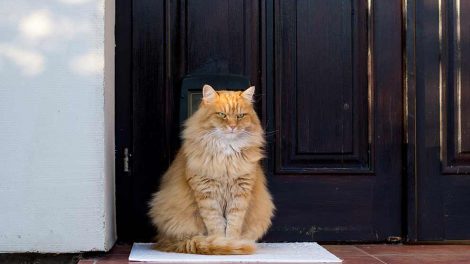 Nervelammelse Katte Sygdomme