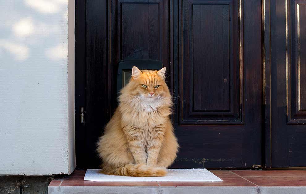 Nervelammelse, Dyrlægevagten