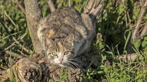 PKD (Polycystisk nyresygdom) Katte Sygdomme