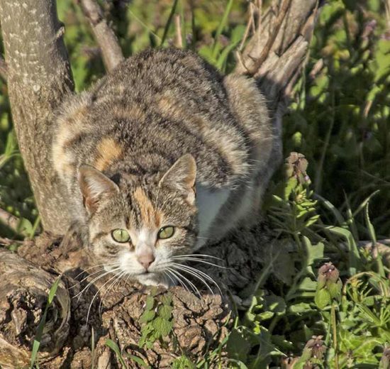 PKD (Polycystisk nyresygdom) Katte Sygdomme