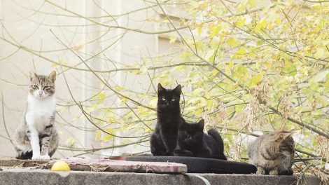 Pyruvate Kinase (PK) Deficiency Katte Sygdomme