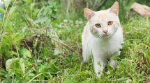 Skjoldbruskkirtel forstørrelse Katte Sygdomme